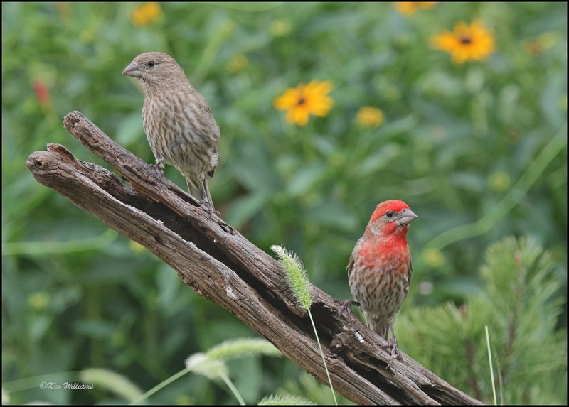 House Finch pair, Rogers Co yard, OK, 7-3-2024_7765Dz.jpg