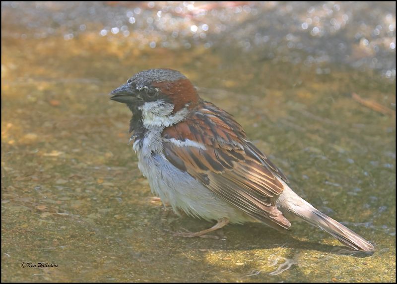 House Sparrow male, Rogers Co yard, OK, 7-3-2024_7817Dz.jpg
