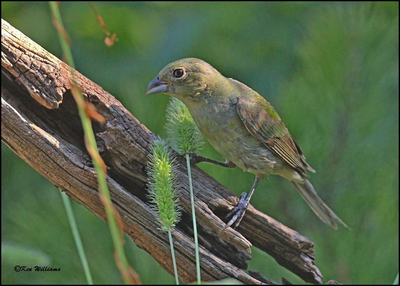 Painted Bunting immature male, Rogers Co yard, OK, 7-1-2024_7448Dz.jpg