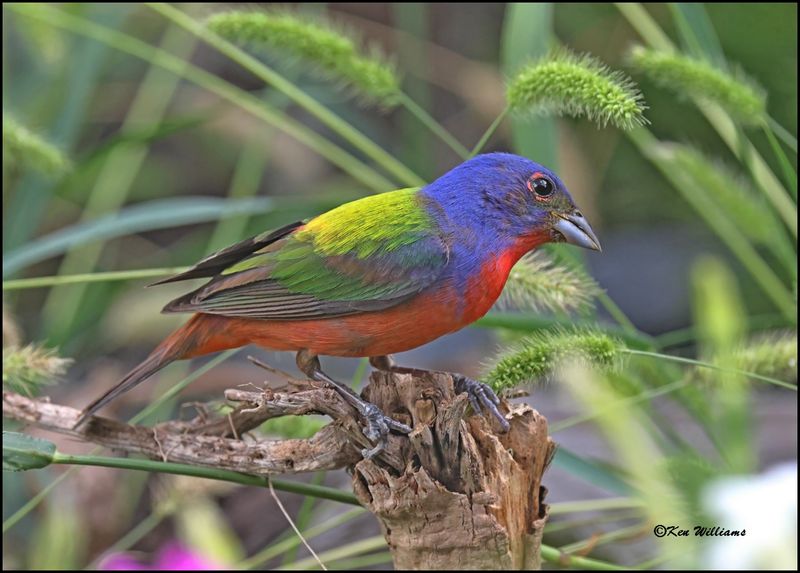Painted Bunting male, Rogers Co yard, OK, 7-3-2024_7565Dz.jpg