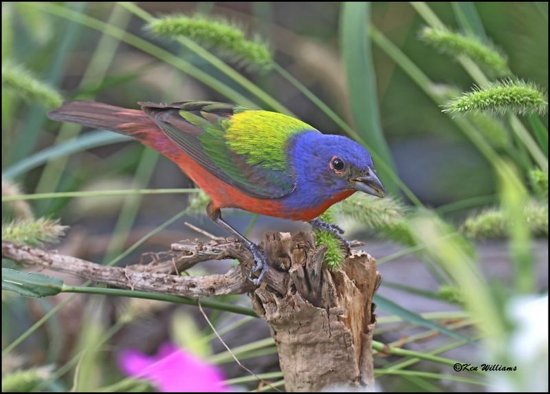 Painted Bunting male, Rogers Co yard, OK, 7-3-2024_7599Dz.jpg