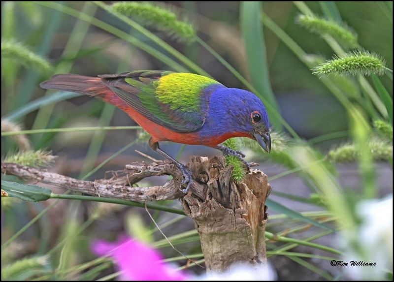 Painted Bunting male, Rogers Co yard, OK, 7-3-2024_7600Dz.jpg