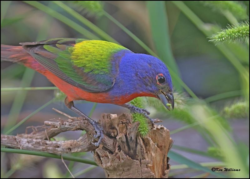Painted Bunting male, Rogers Co yard, OK, 7-3-2024_7603Dz.jpg