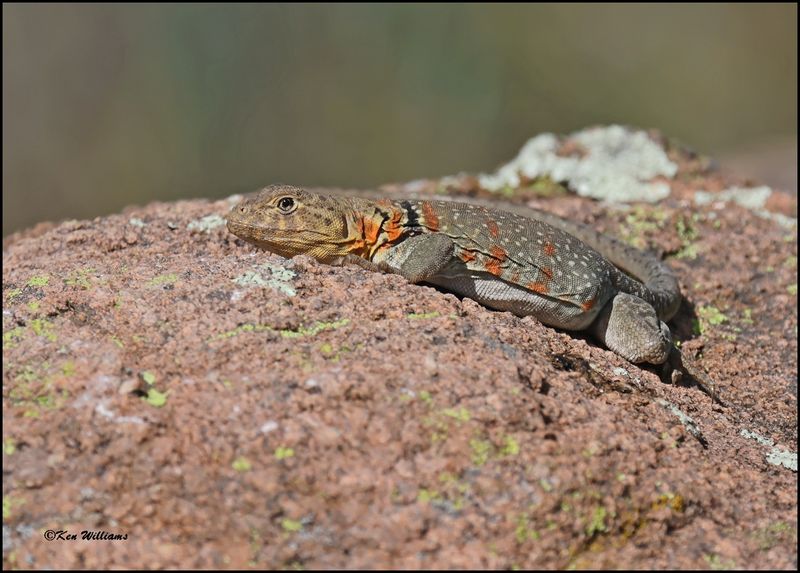 Eastern Collard Lizard, Wichita Mt NWR, OK, 7-9-2024_8386dz.jpg