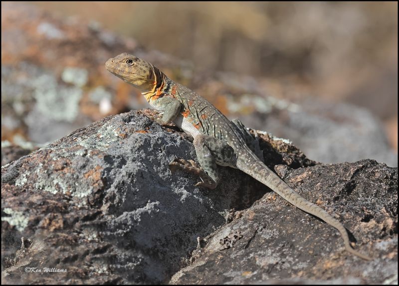Eastern Collard Lizard, Wichita Mt NWR, OK, 7-9-2024_8395dz.jpg