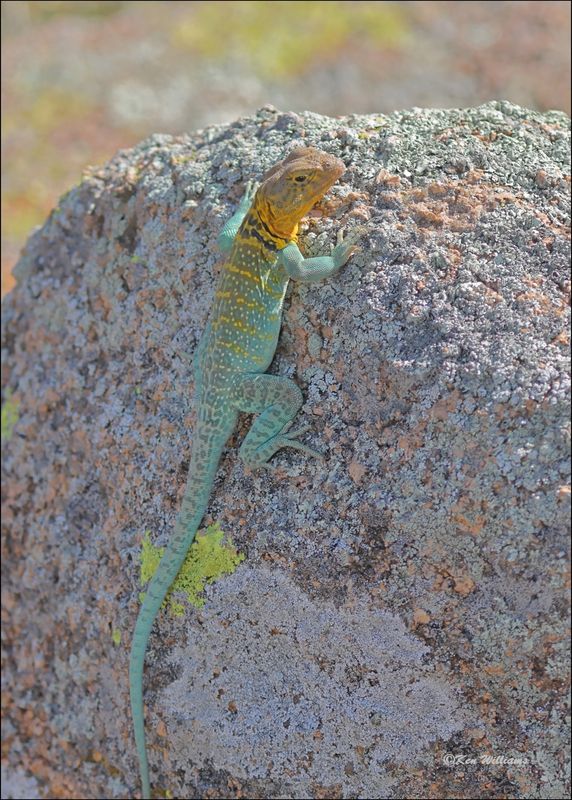Eastern Collard Lizard, Wichita Mt NWR, OK, 7-9-2024_8612dz.jpg
