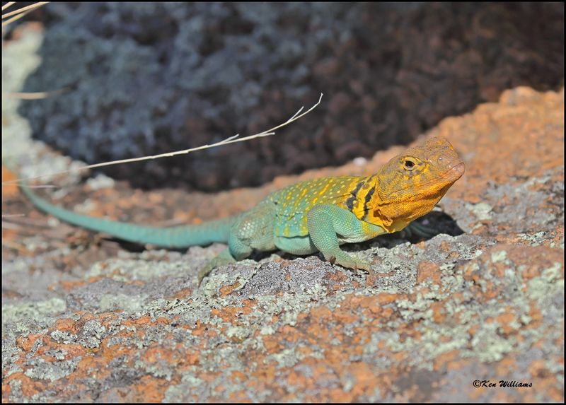 Eastern Collard Lizard, Wichita Mt NWR, OK, 7-9-2024_8738dz..jpg