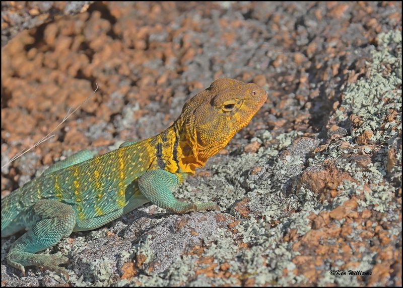 Eastern Collard Lizard, Wichita Mt NWR, OK, 7-9-2024_8758dz.jpg