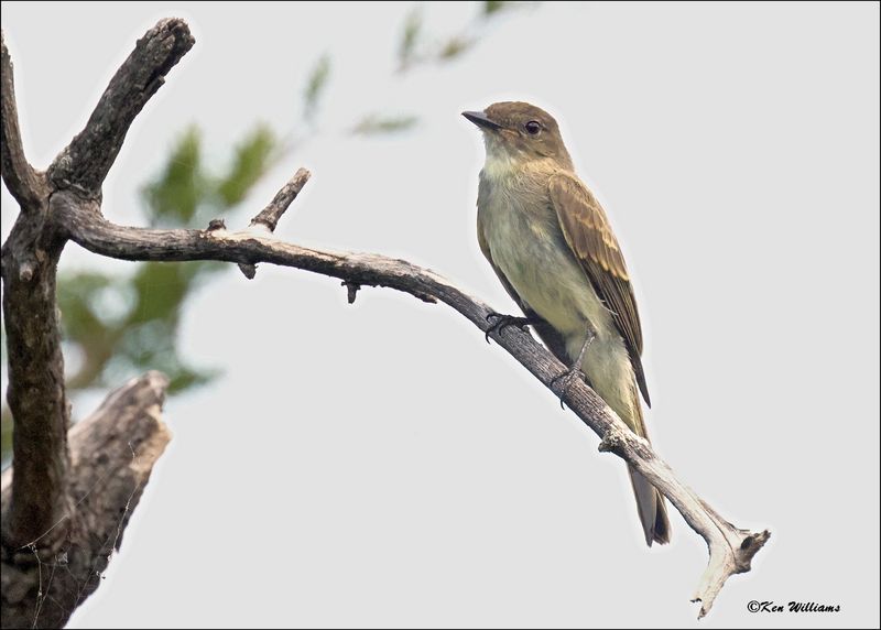 Eastern Phoebe, Wichita Mt NWR, OK, 7-9-2024_8346sz2.jpg