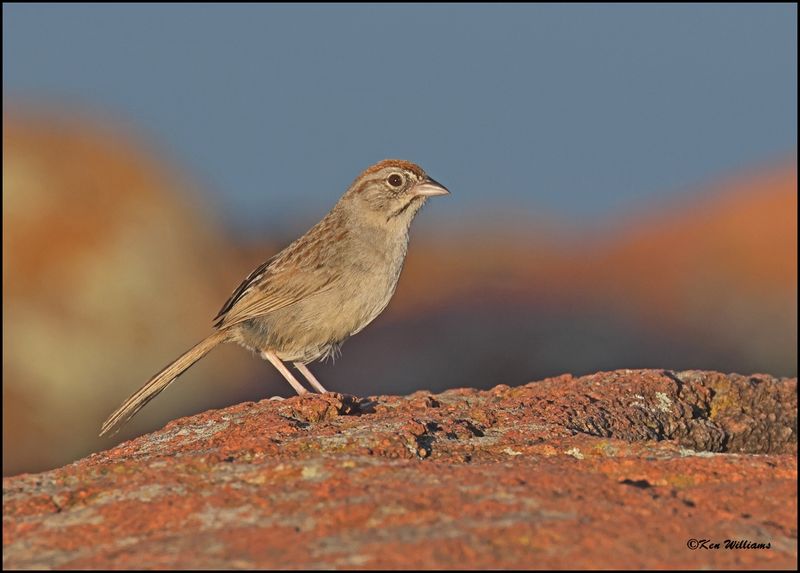 Rufous-crowned Sparrow, Wichita Mt NWR, OK, 7-9-2024_9481z.jpg