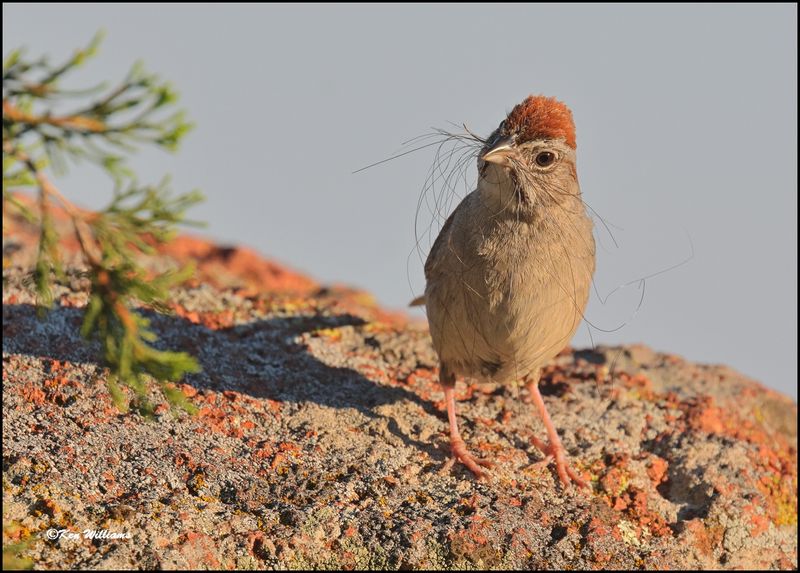 Rufous-crowned Sparrow, Wichita Mt NWR, OK, 7-9-2024_9566dz.jpg