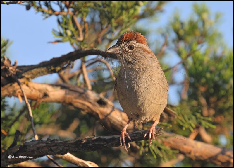 Rufous-crowned Sparrow, Wichita Mt NWR, OK, 7-9-2024_9586dz.jpg