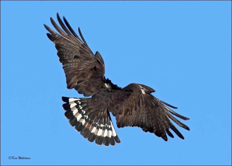 Zone-tailed Hawk, Wichita Mt NWR, OK, 7-9-2024_0103sz.jpg