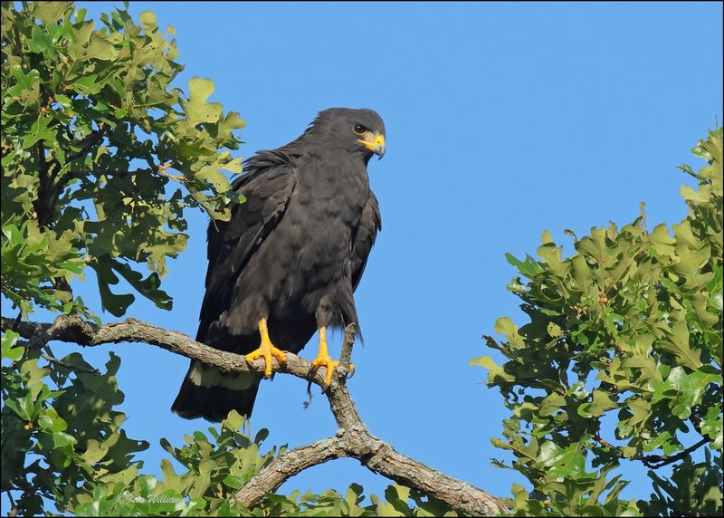 Zone-tailed Hawk, Wichita Mt NWR, OK, 7-9-2024_0457sz.jpg