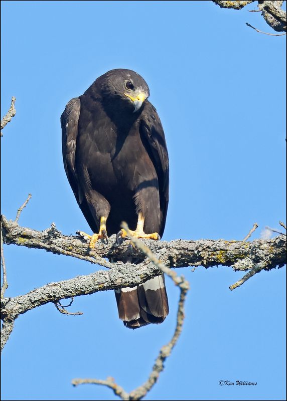 Zone-tailed Hawk, Wichita Mt NWR, OK, 7-9-2024_0673sz.jpg