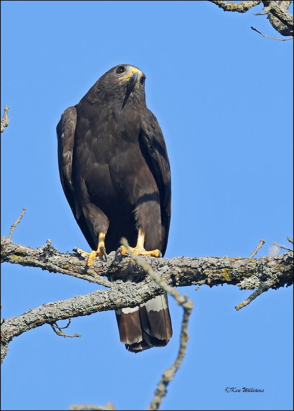 Zone-tailed Hawk, Wichita Mt NWR, OK, 7-9-2024_0676sz.jpg