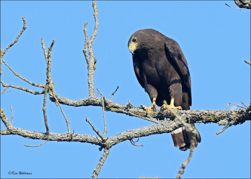 Zone-tailed Hawk, Wichita Mt NWR, OK, 7-9-2024_0711sz.jpg