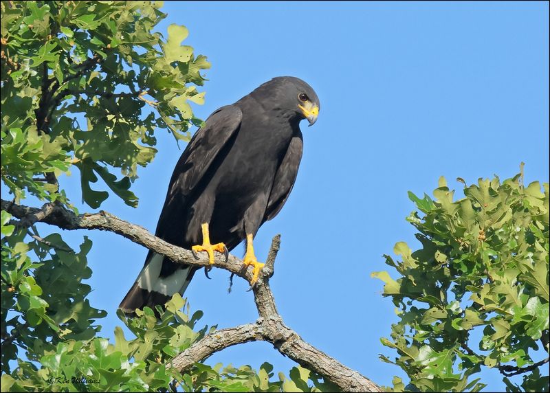 Zone-tailed Hawk, Wichita Mt NWR, OK, 7-9-2024_0900sz.jpg