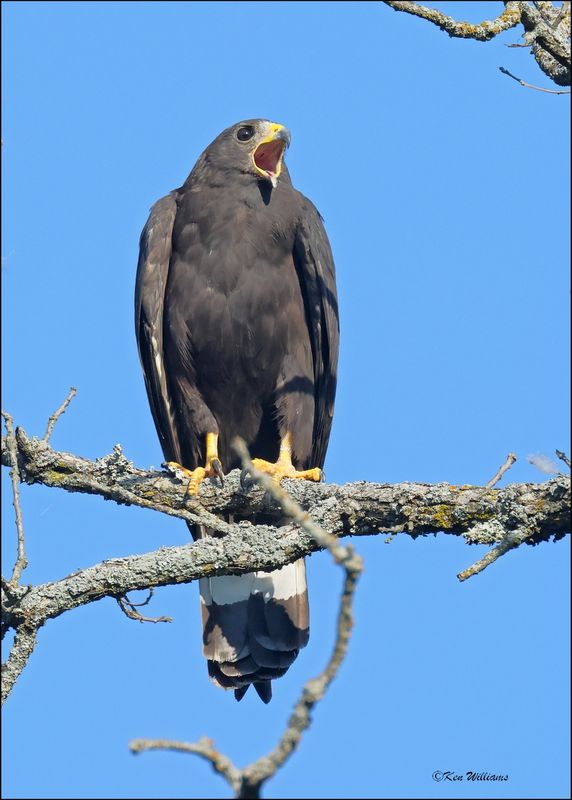 Zone-tailed Hawk, Wichita Mt NWR, OK, 7-9-2024_0925sz.jpg