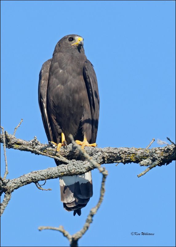 Zone-tailed Hawk, Wichita Mt NWR, OK, 7-9-2024_0963sz.jpg