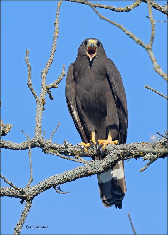 Zone-tailed Hawk, Wichita Mt NWR, OK, 7-9-2024_1045sz.jpg