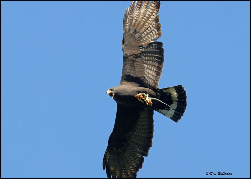 Zone-tailed Hawk, Wichita Mt NWR, OK, 7-9-2024_9011sz.jpg