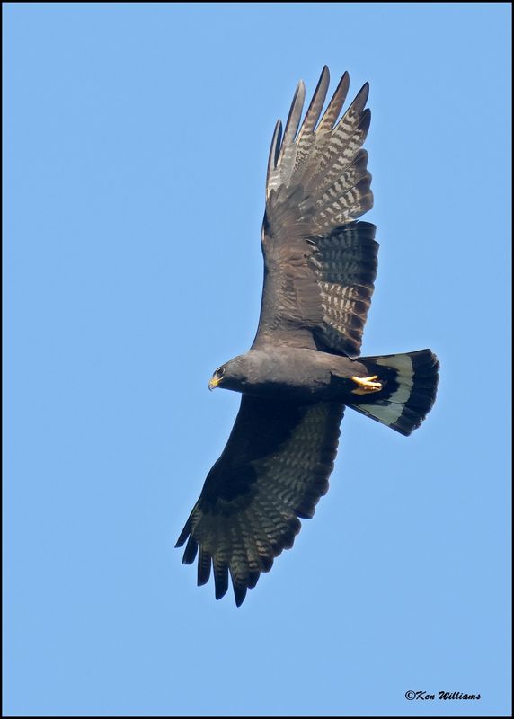 Zone-tailed Hawk, Wichita Mt NWR, OK, 7-9-2024_9221sz.jpg