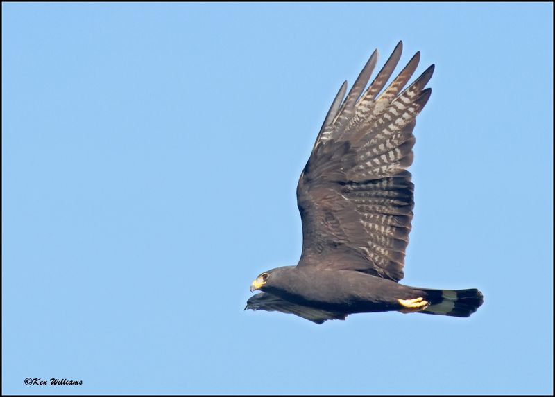 Zone-tailed Hawk, Wichita Mt NWR, OK, 7-9-2024_9272sz.jpg