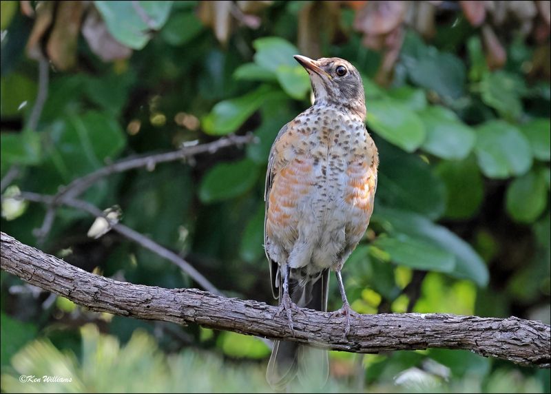 American Robin fledgling, Rogers Co yard, OK, 7-23-2024_1192Dz.jpg
