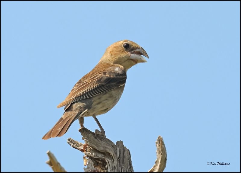 Blue Grosbeak female, Tulsa Co, OK, 8-4-2024_2063z.jpg