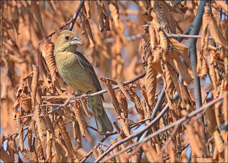 Blue Grosbeak