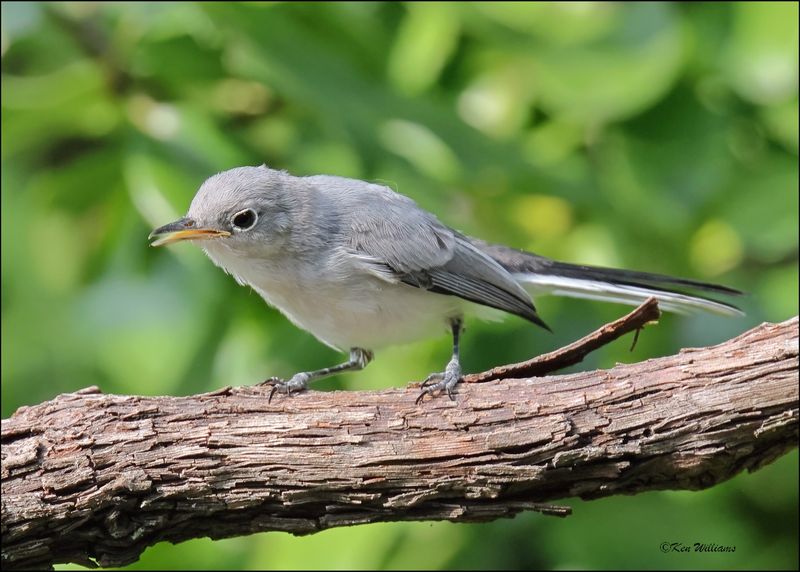 Blue-gray Gnatcatcher, Rogers Co yard, OK, 8-2-2024_1400Dz.jpg