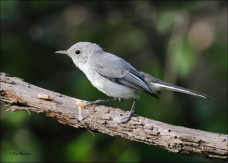Blue-gray Gnatcatcher, Rogers Co yard, OK, 8-2-2024_1412Dz.jpg