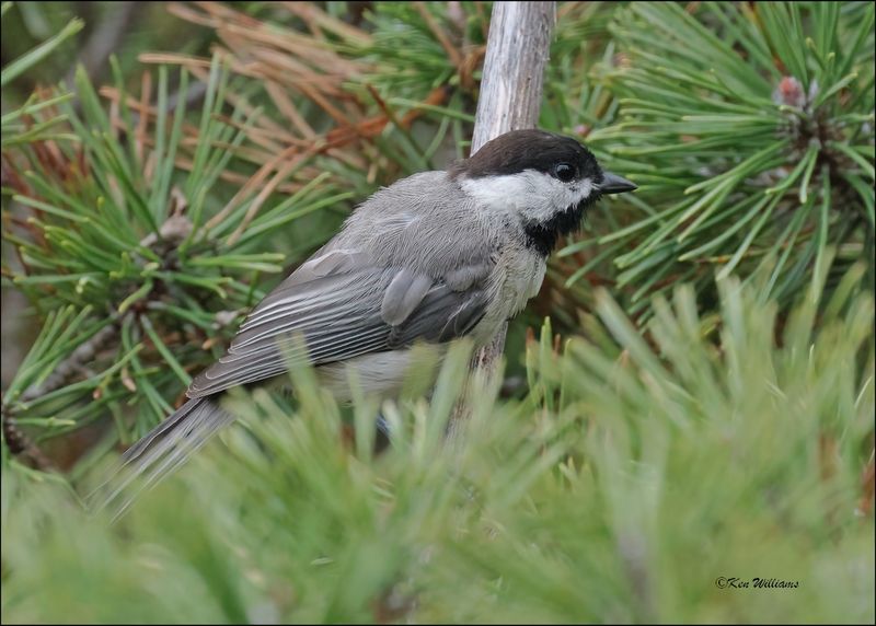 Carolina Chickadee, Rogers Co yard, OK, 7-22-2024_1141Dz.jpg