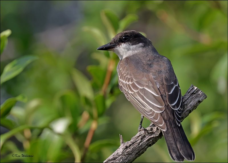 Eastern Kingbird, Rogers Co yard, OK, 8-2-2024_1342Dz.jpg