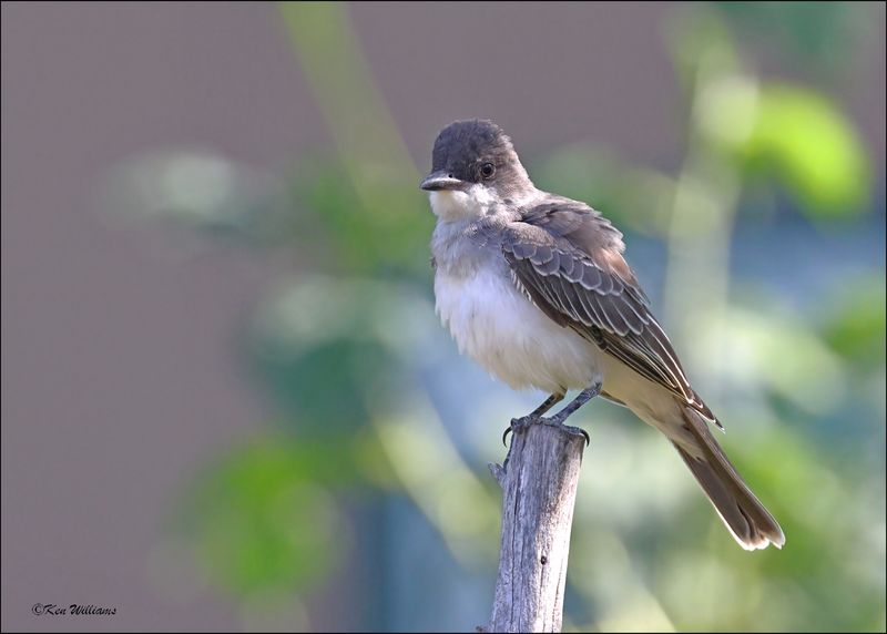 Eastern Kingbird, Rogers Co yard, OK, 8-2-2024_1511Dz.jpg