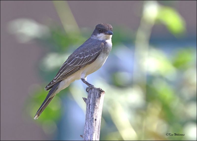 Eastern Kingbird