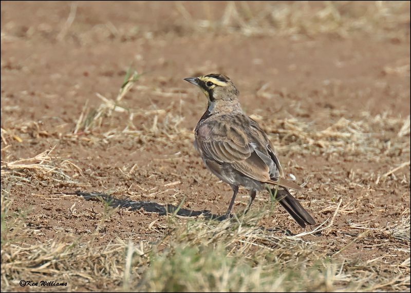 Horned Lark, Wagoner Co, OK, 8-4-2024_1821z.jpg