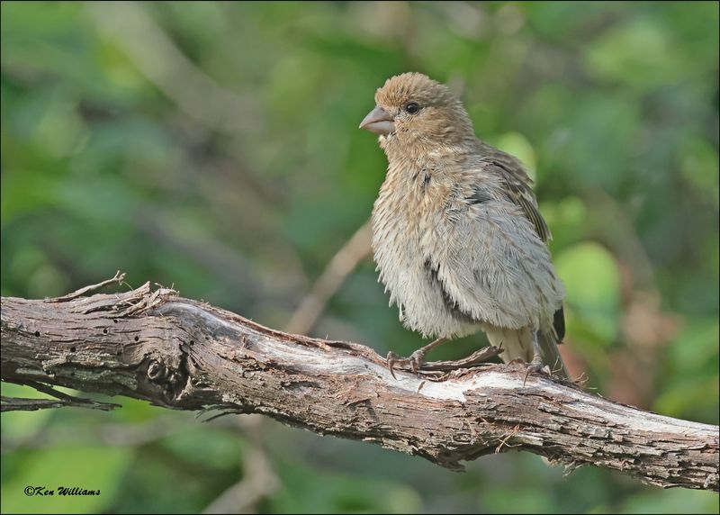House Finch female, Rogers Co yard, OK, 8-2-2024_1382Dz.jpg