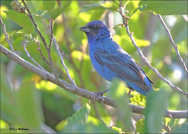 Indigo Bunting male, Rogers Co yard, OK, 7-23-2024_1159Dz.jpg