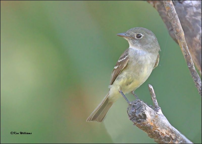 Least Flycatcher, Rogers Co, yard OK, 8-2-2024_1573Dz.jpg