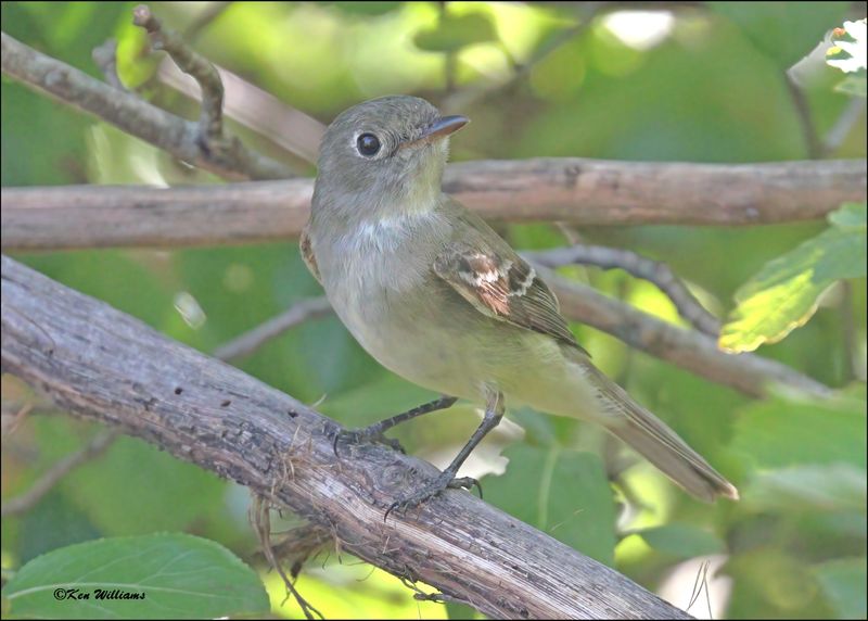 Least Flycatcher, Rogers Co yard, OK, 8-2-2024_1602Dz.jpg