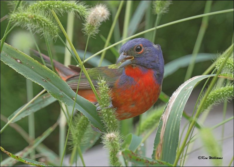 Painted Bunting male, Rogers Co yard, OK, 7-21-2024_1119Dz.jpg