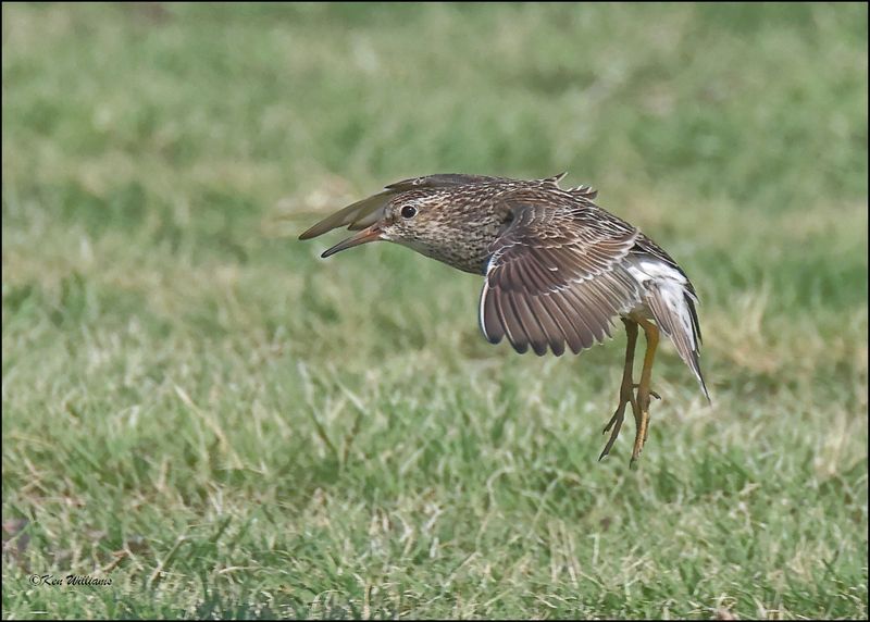 Pectoral Sandpiper, Wagoner Co, OK, 8-4-2024_1957z.jpg