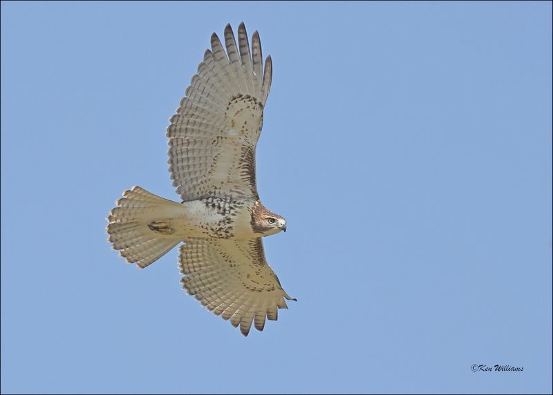 Red-tailed Hawk juvenile, Tulsa Co, OK, 8-4-2024_2157z.jpg