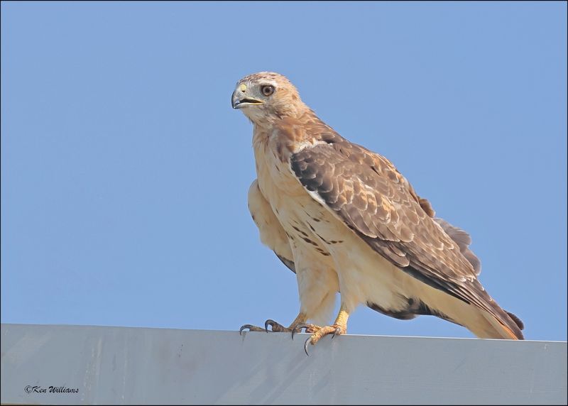Red-tailed Hawk, Tulsa Co, OK, 8-4-2024_2021z.jpg