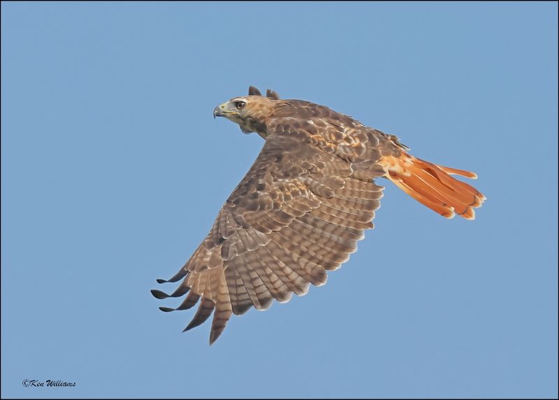 Red-tailed Hawk, Tulsa Co, OK, 8-4-2024_2033z.jpg