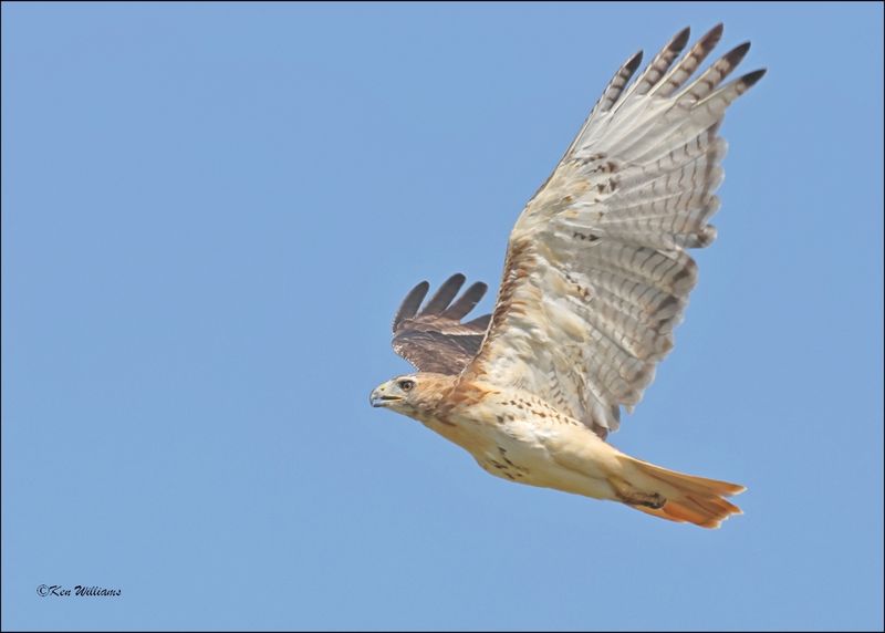 Red-tailed Hawk, Tulsa Co, OK, 8-4-2024_2043z.jpg