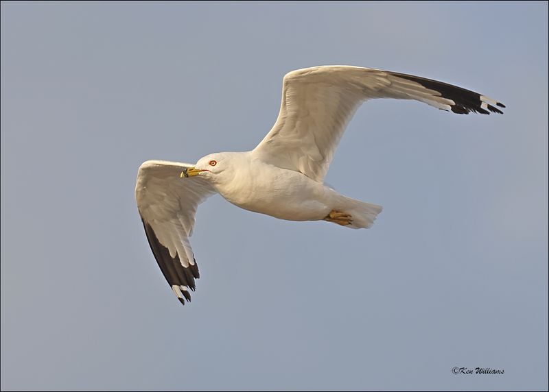 Ring-billed Gull molting, Wagoner Co, OK, 8-4-2024_1778z.jpg