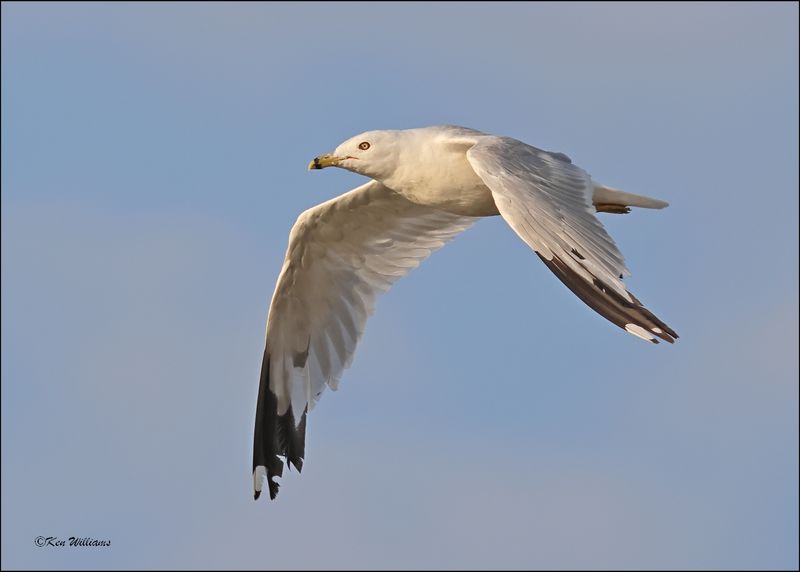 Ring-billed Gull molting, Wagoner Co, OK, 8-4-2024_1784z.jpg